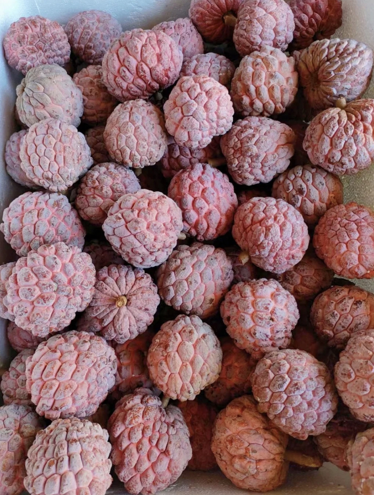 「玫瑰釋迦」社群爆紅