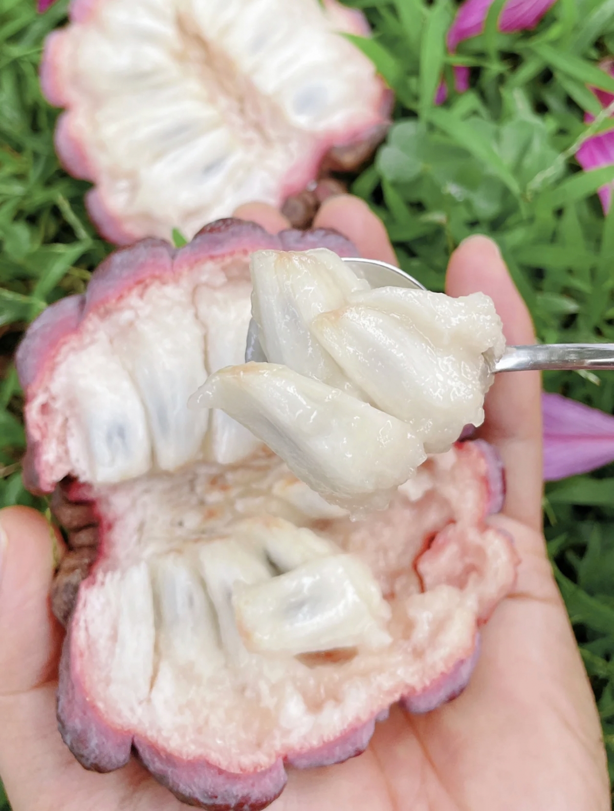 「玫瑰釋迦」社群爆紅