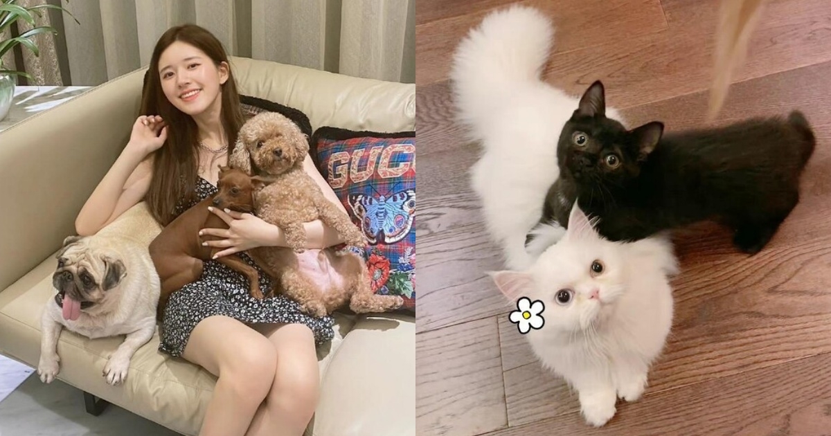 趙露思救助很多流浪犬貓!