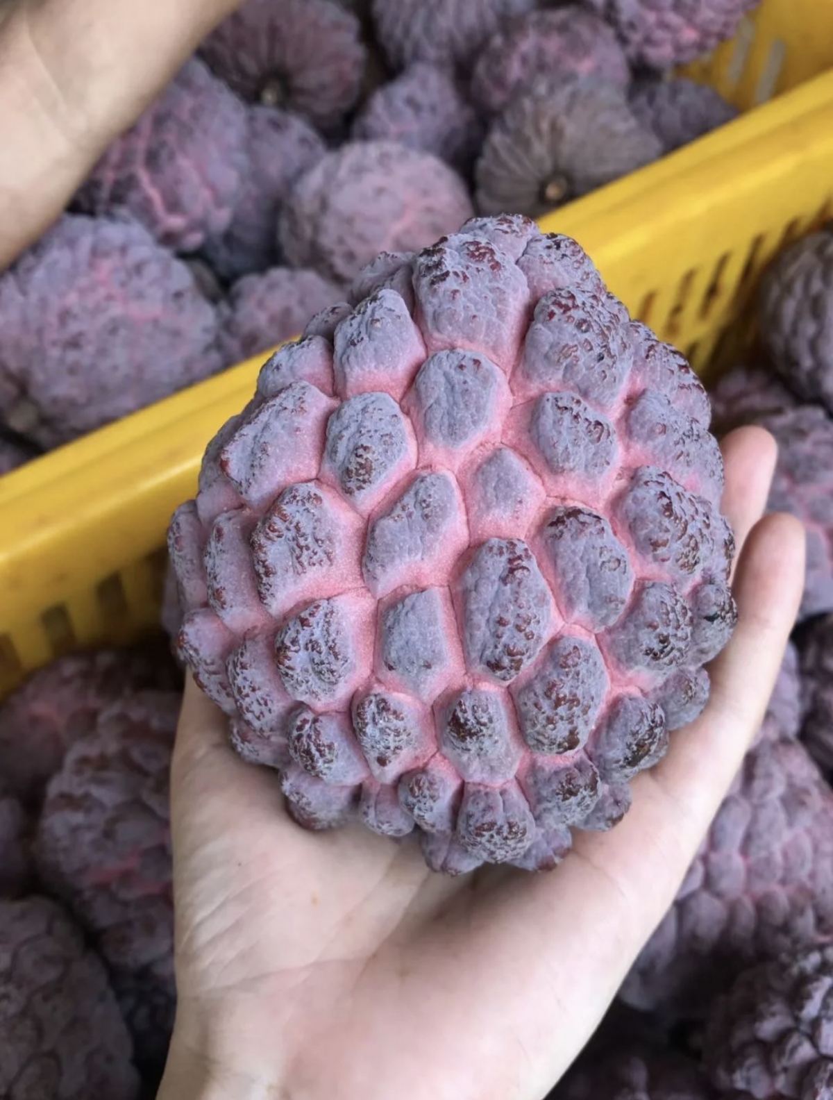 宛如「惡魔果實」引爆討論