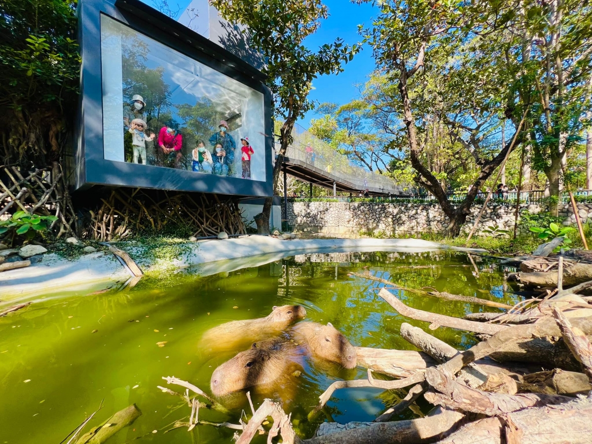 壽山動物園有水豚君了