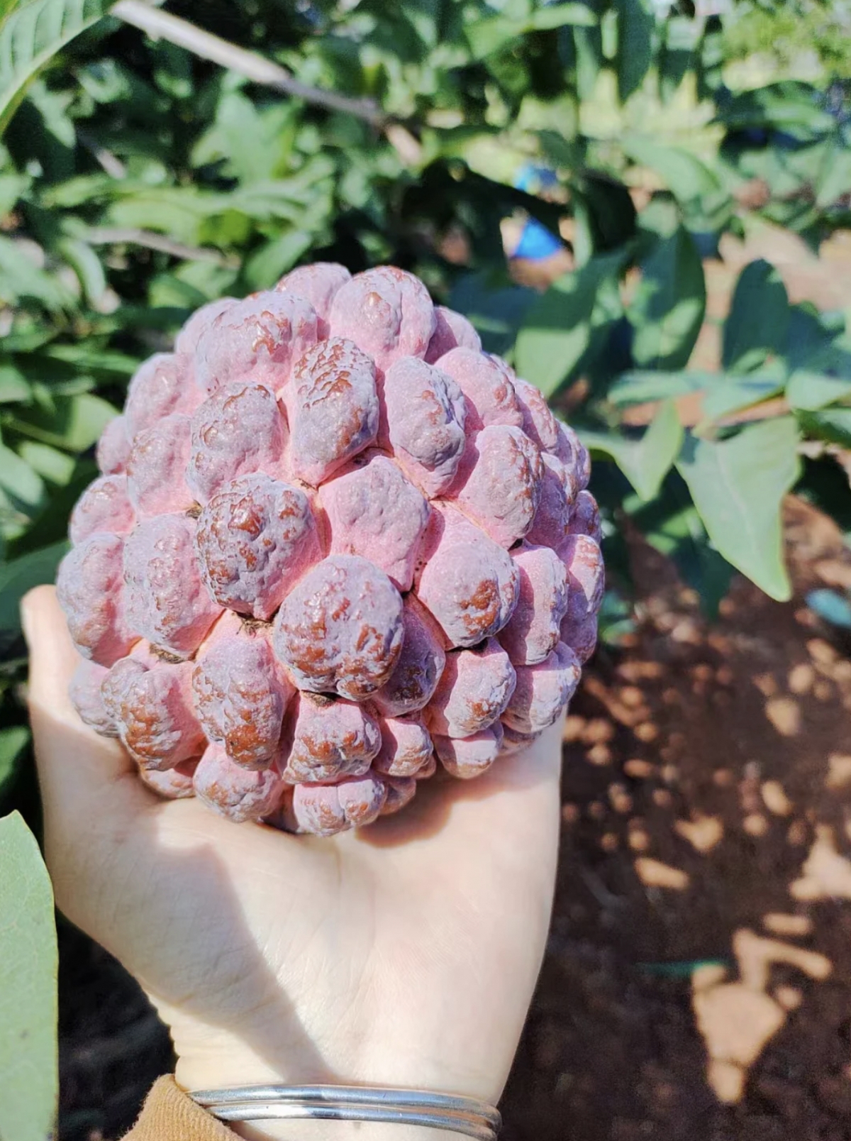 「玫瑰釋迦」社群爆紅