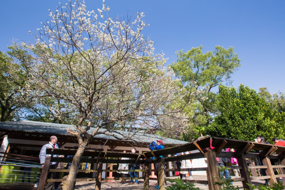 民眾在樹下搶拍梅花綻放的風采。