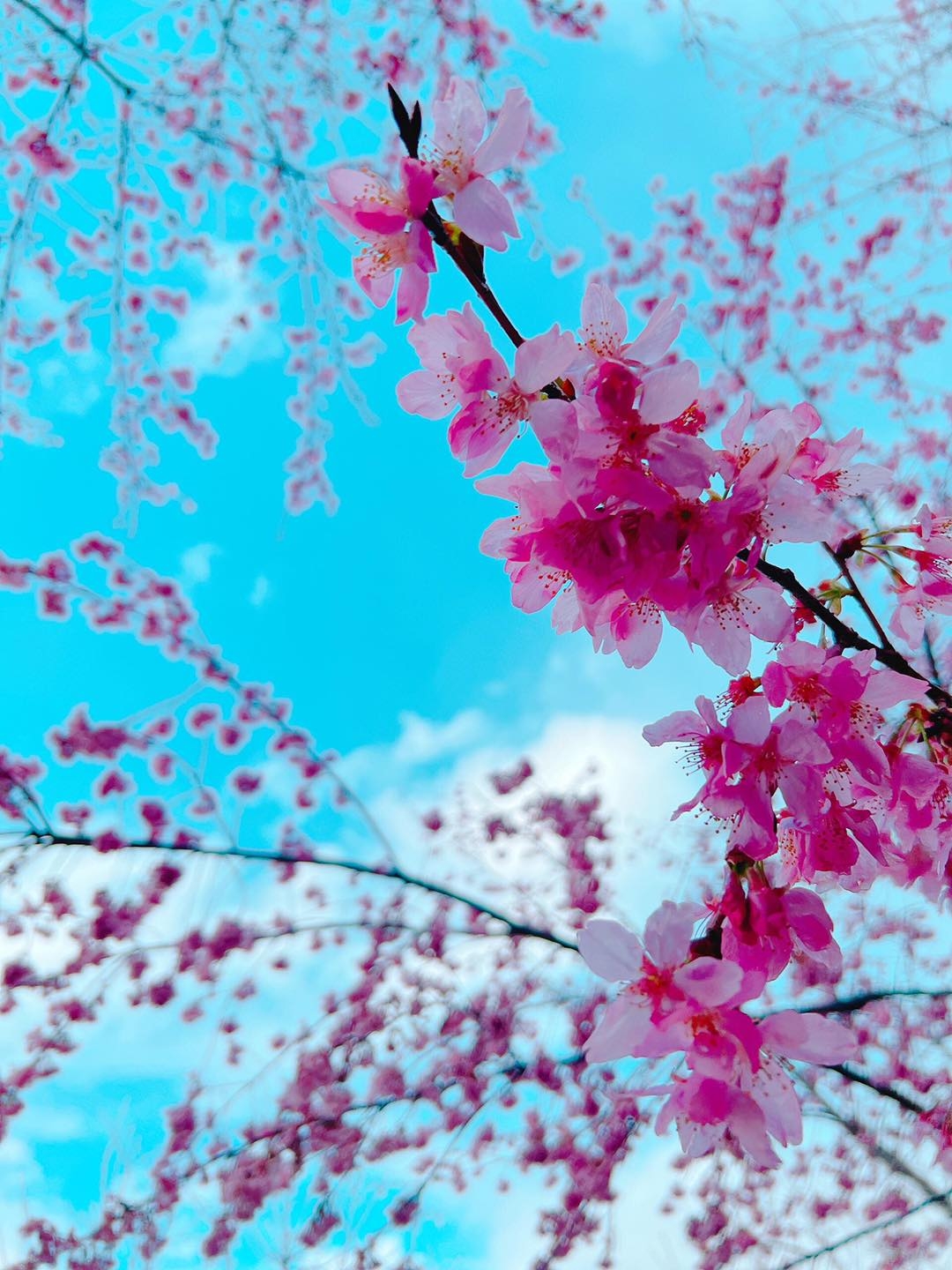 粉色櫻花和蔚藍天空，美得猶如明信片。
