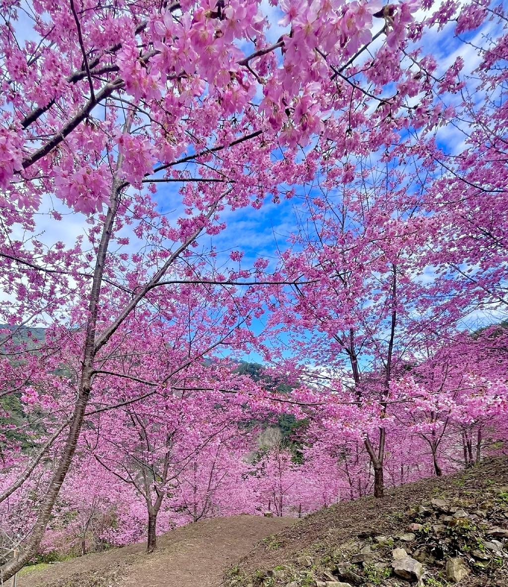 做好準備，欣賞櫻花美景更輕鬆愉快。