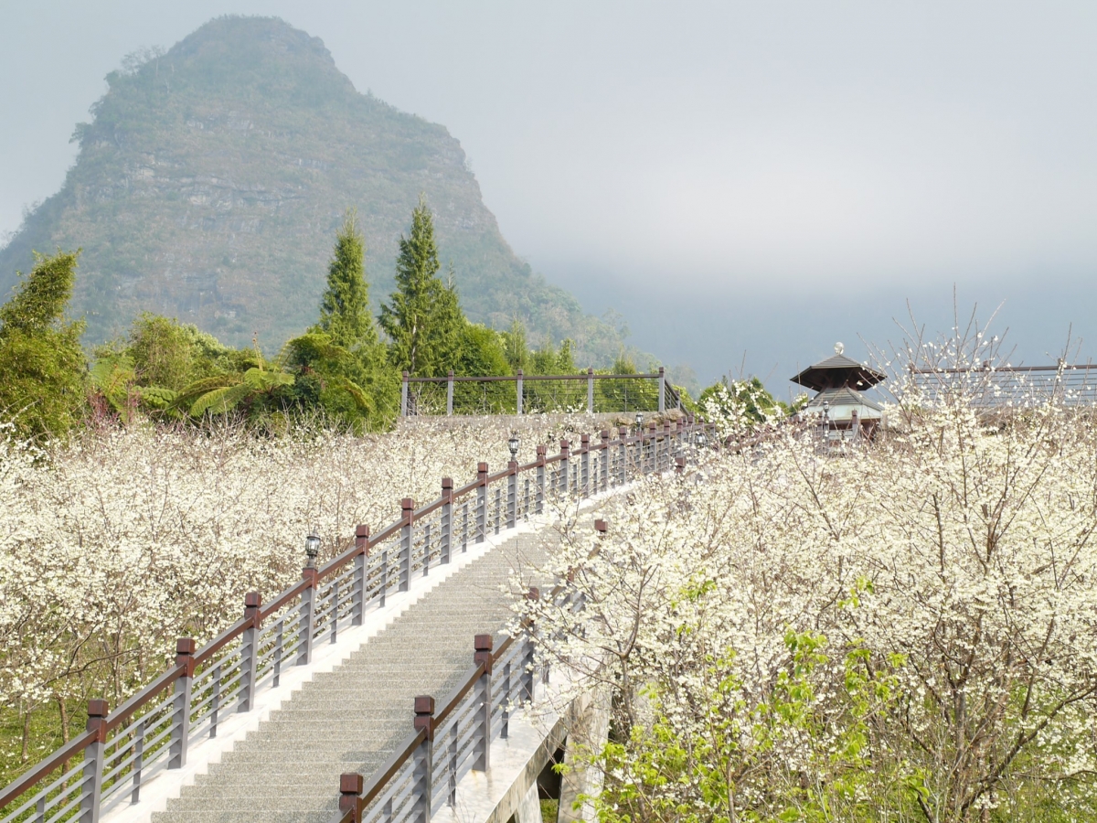 虹橋旁的福爾摩沙白櫻花海是園區內的人氣之最。