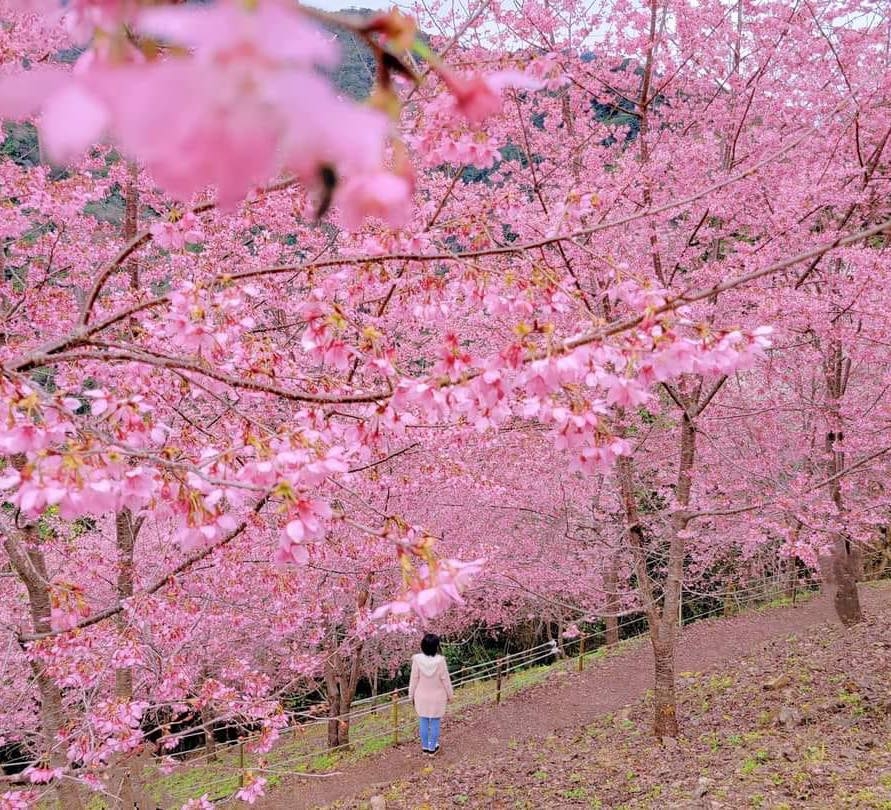 新竹尖石「霞喀羅櫻花谷」是私人土地，谷主雪藏11年近年才對外開放。
