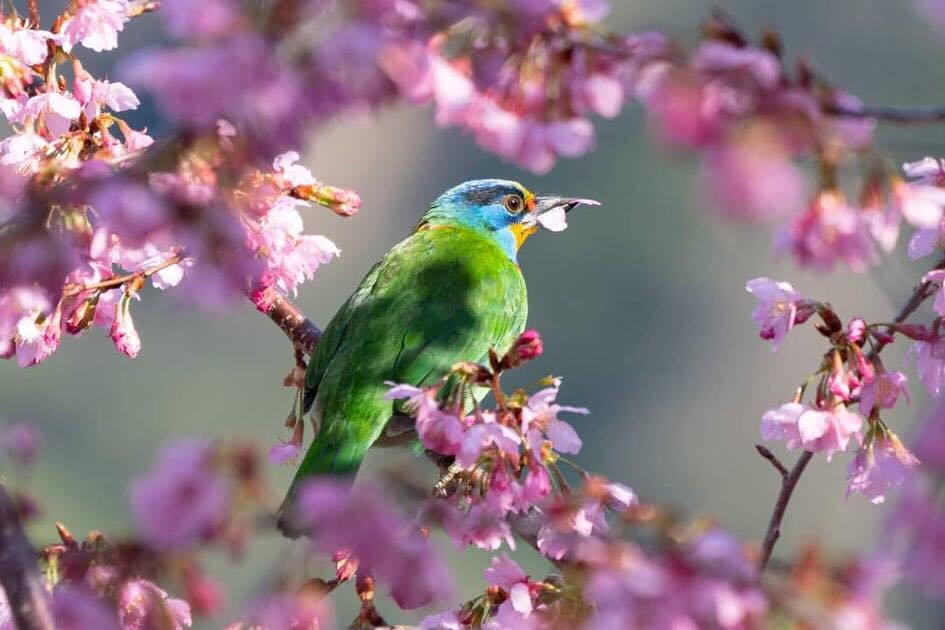 絕美櫻花也吸引山中嬌客來一睹風采。