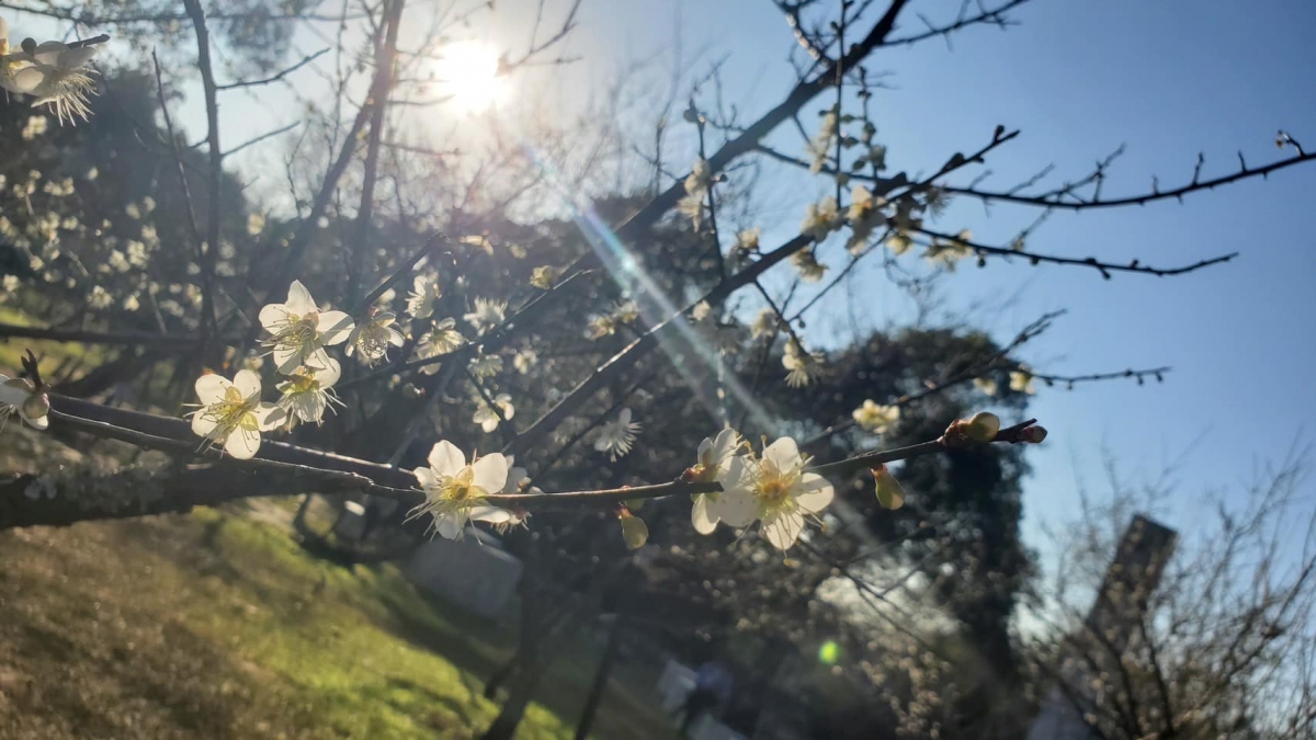 太陽光束下照耀的梅花別有一番風情。