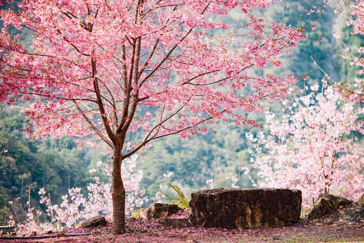 新竹「霞喀羅櫻花谷」花期在新春2月登場。