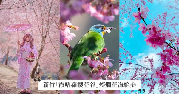 隱藏11年賞櫻秘境免預約！新竹尖石「霞喀羅櫻花谷」令人彷彿置身日本，上百株富士櫻粉紅爆擊