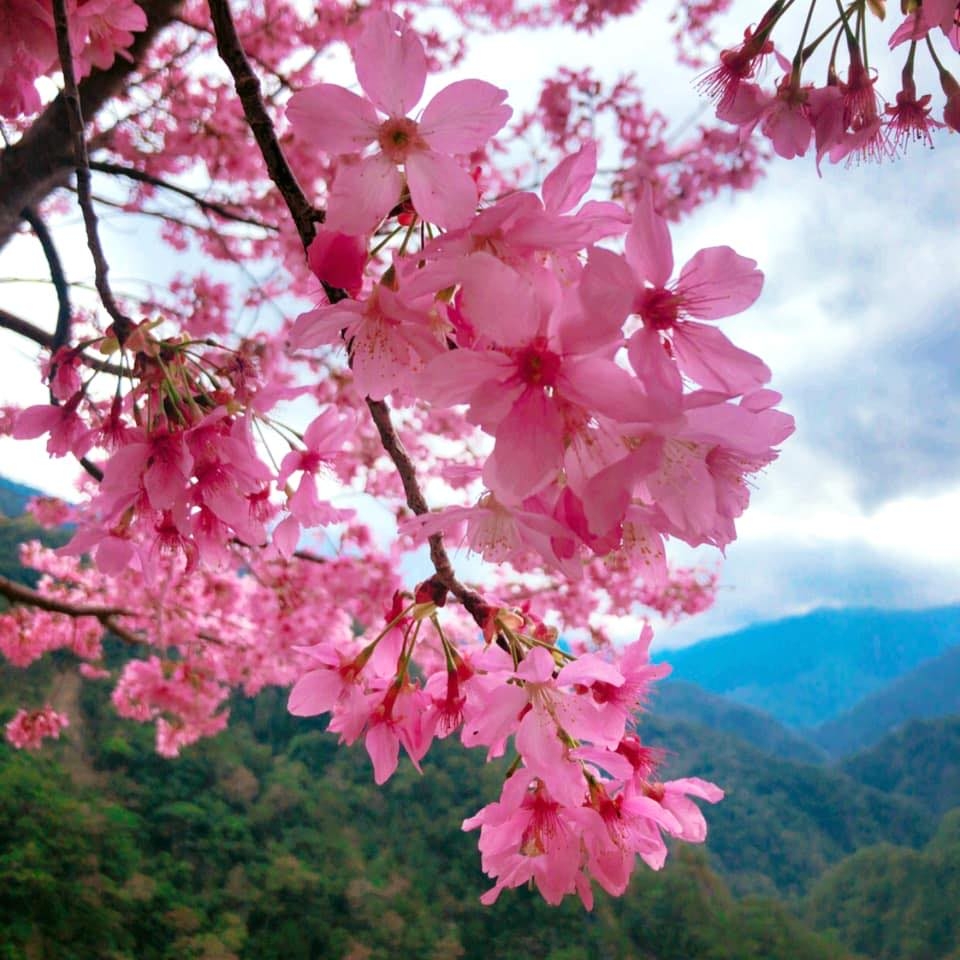 想到「霞喀羅櫻花谷」朝聖櫻花，搭乘免費接駁車是比較推薦的方式。