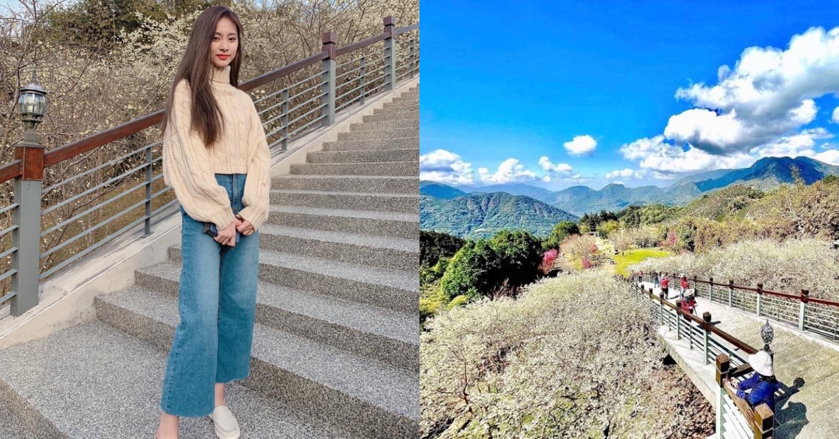 周子瑜站在「寒溪呢」虹橋上拍照,背後的福爾摩沙白櫻綻放如雪。