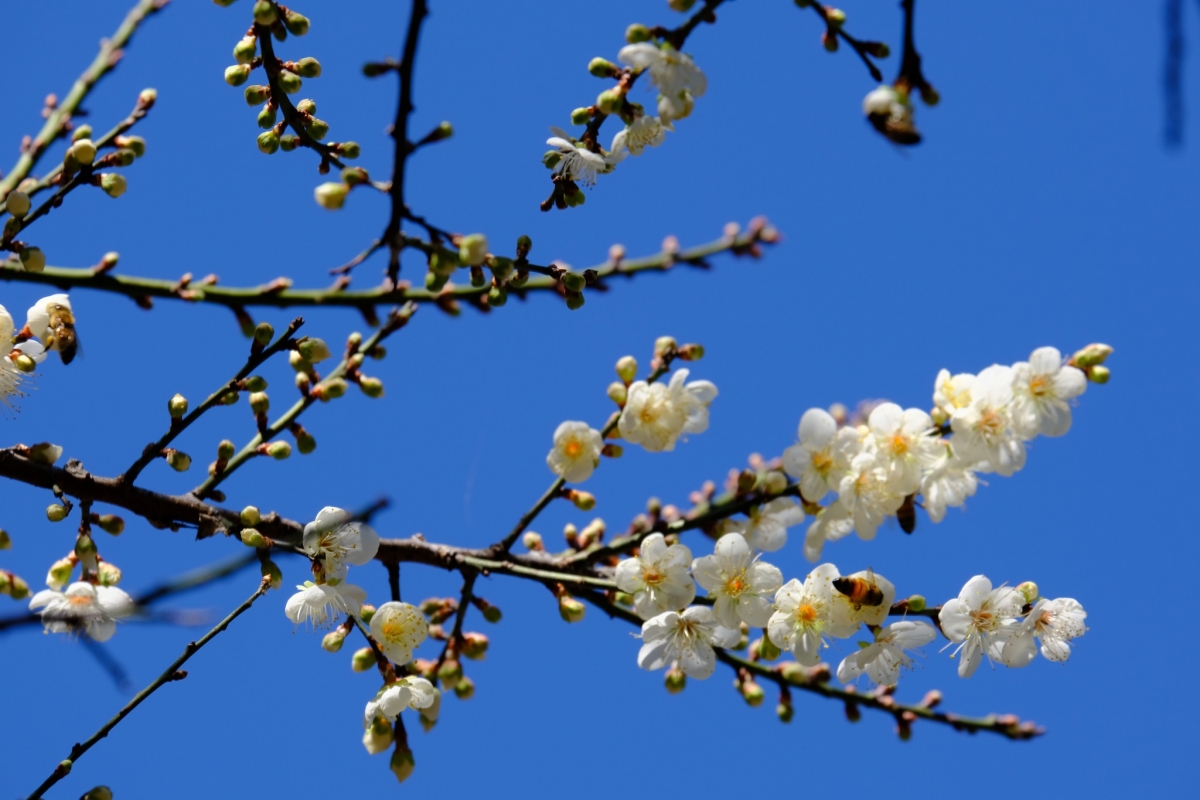 潔白的梅花吐露花蕊，與背後蔚藍的天空相映成彰。
