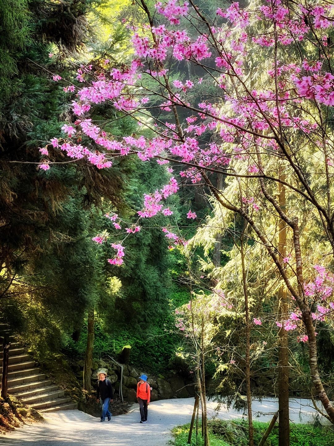 遊客漫步在粉紅緋櫻之下好浪漫。