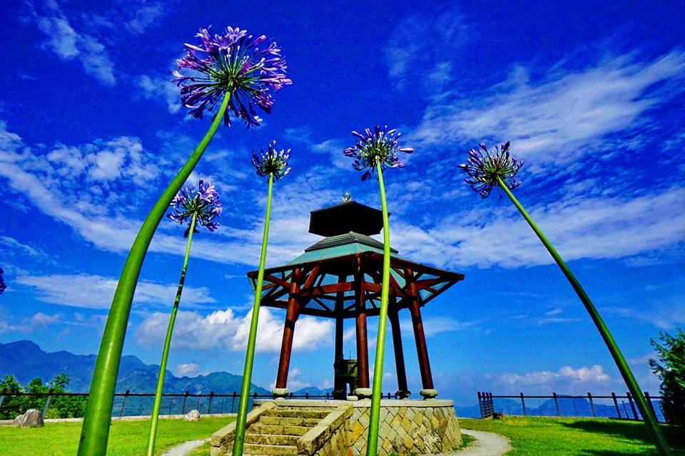 「寒溪呢」浪漫紫色愛情花在夏季盛開,一年四季中每個時節各領風騷。