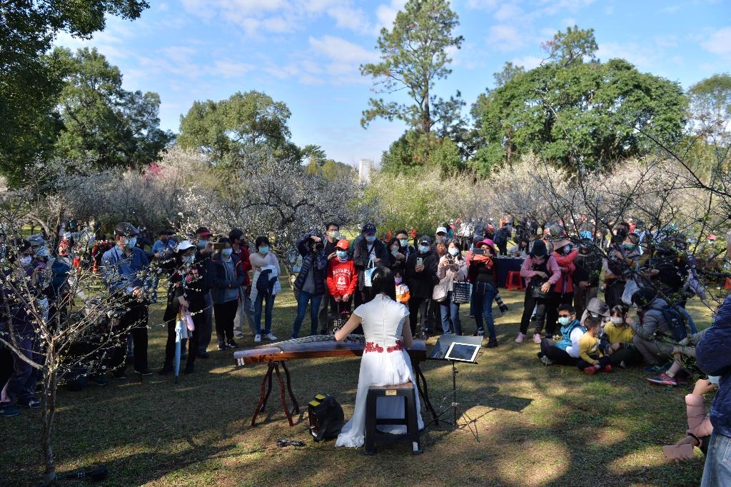 民眾圍繞著國樂演奏家，身後一片梅花樹綻放很是壯觀。