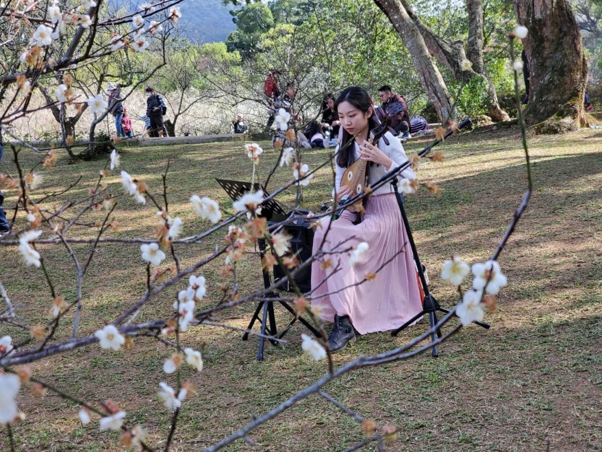 國樂演奏家在梅樹下彈奏琵琶，讓賞花現場更添古韶風情。