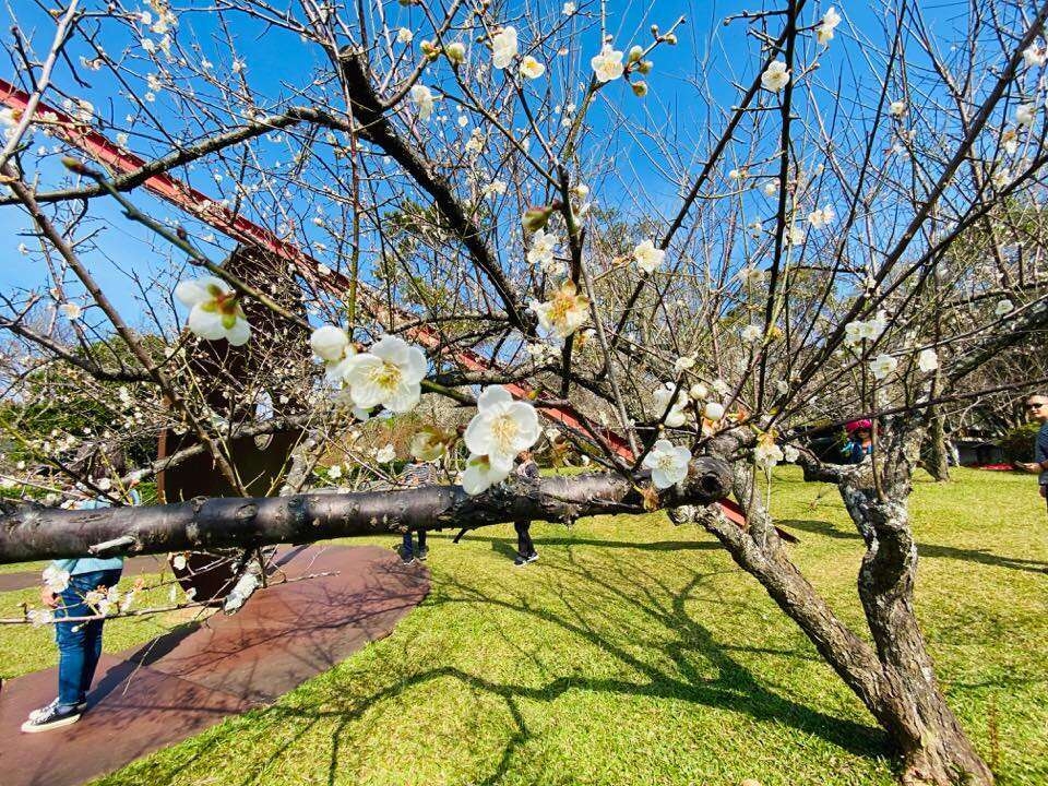 老梅樹幹上嬌嫩的梅花初生。