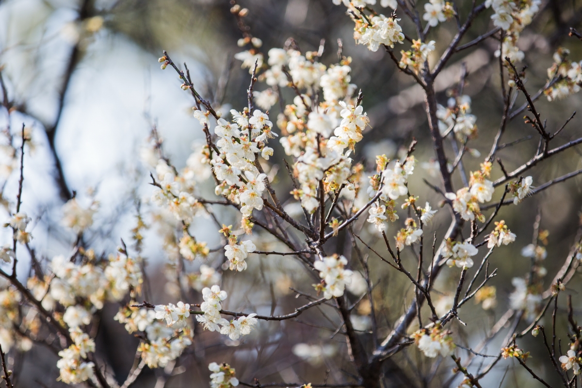 梅花在枝椏上頭悄然綻放，靈動可愛的模樣有如山林小精靈。