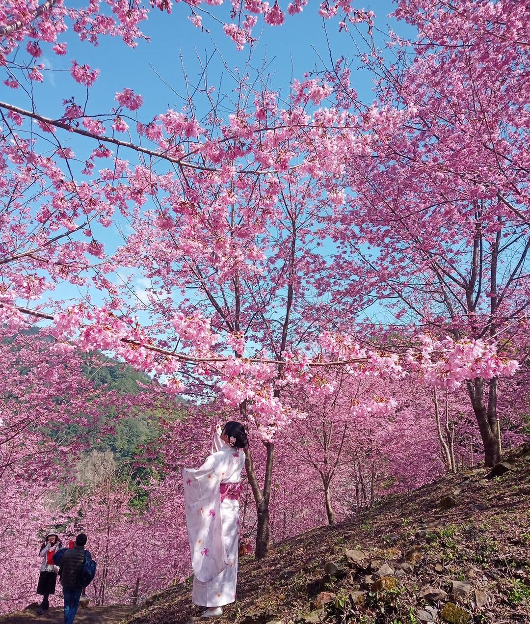 新竹「霞喀羅櫻花谷」吸引民眾爭相拍照。