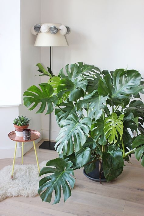 植物生命力也代表著家中的運勢