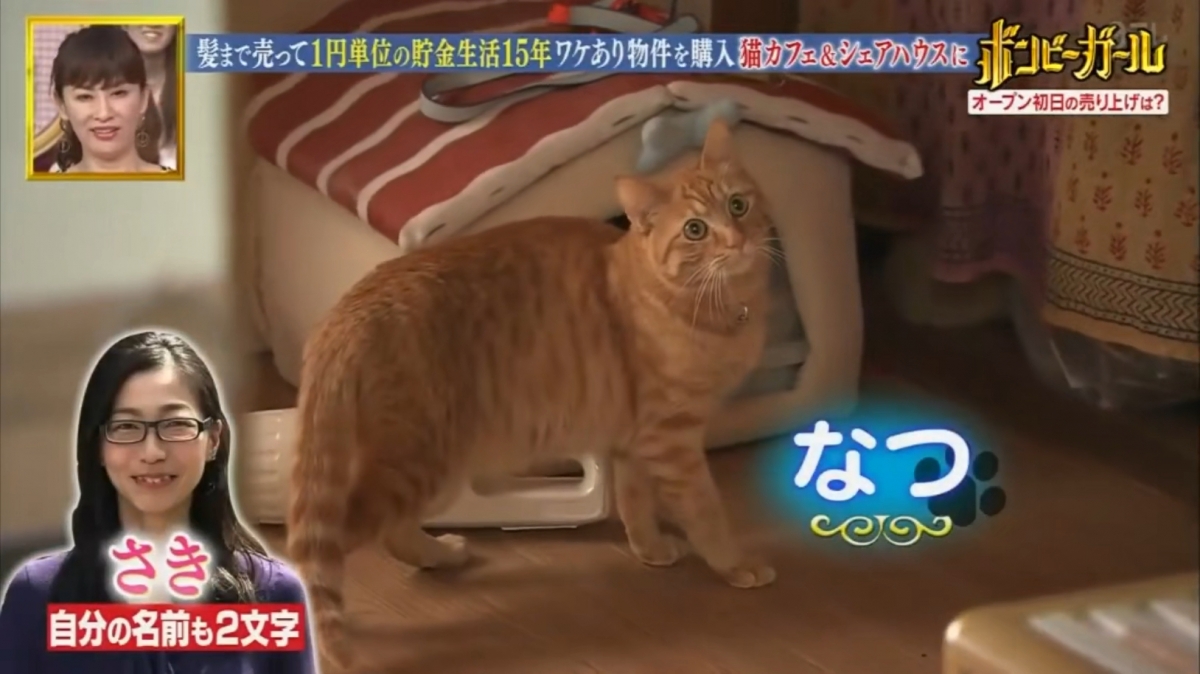 田母神咲存錢的動力是貓咪!