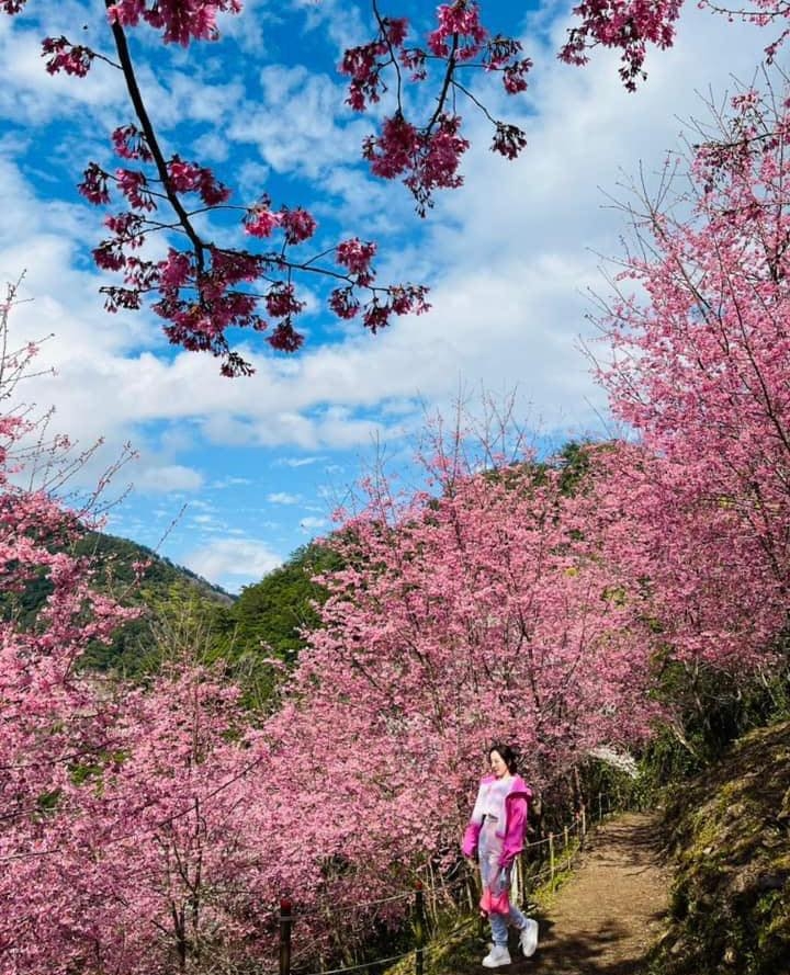 每天櫻花紛飛，彷彿令人置身粉紅世界。