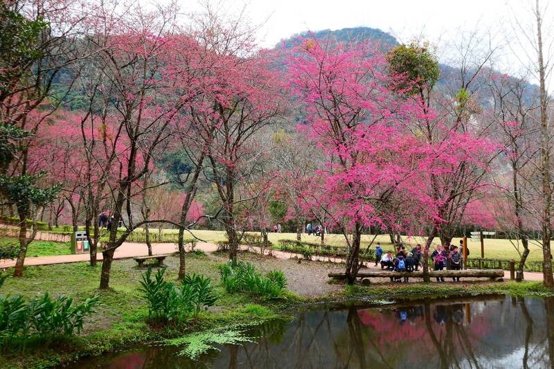 台灣中部櫻花景點： 南投奧萬大櫻花季