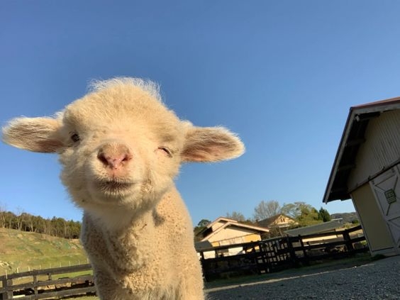 3、羊——象徵溫暖＆安全感