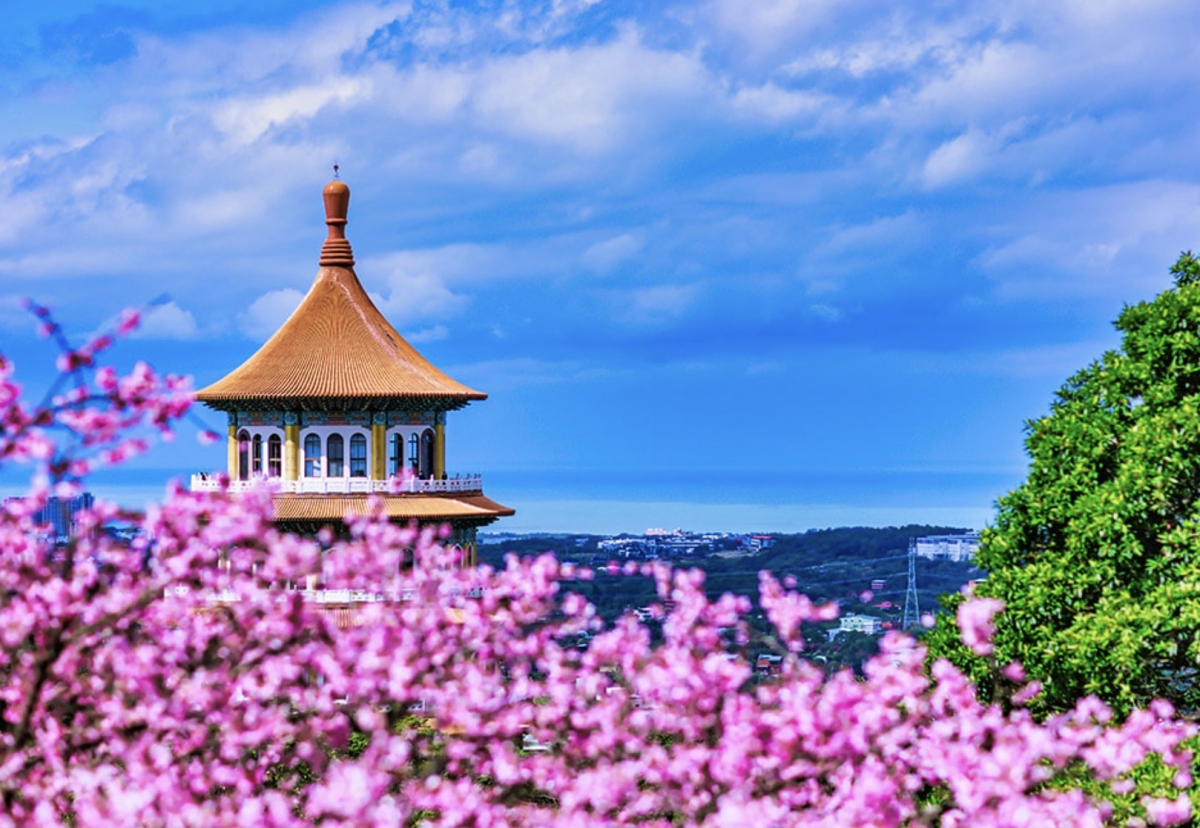 台灣北部櫻花景點：新北淡水無極天元宮