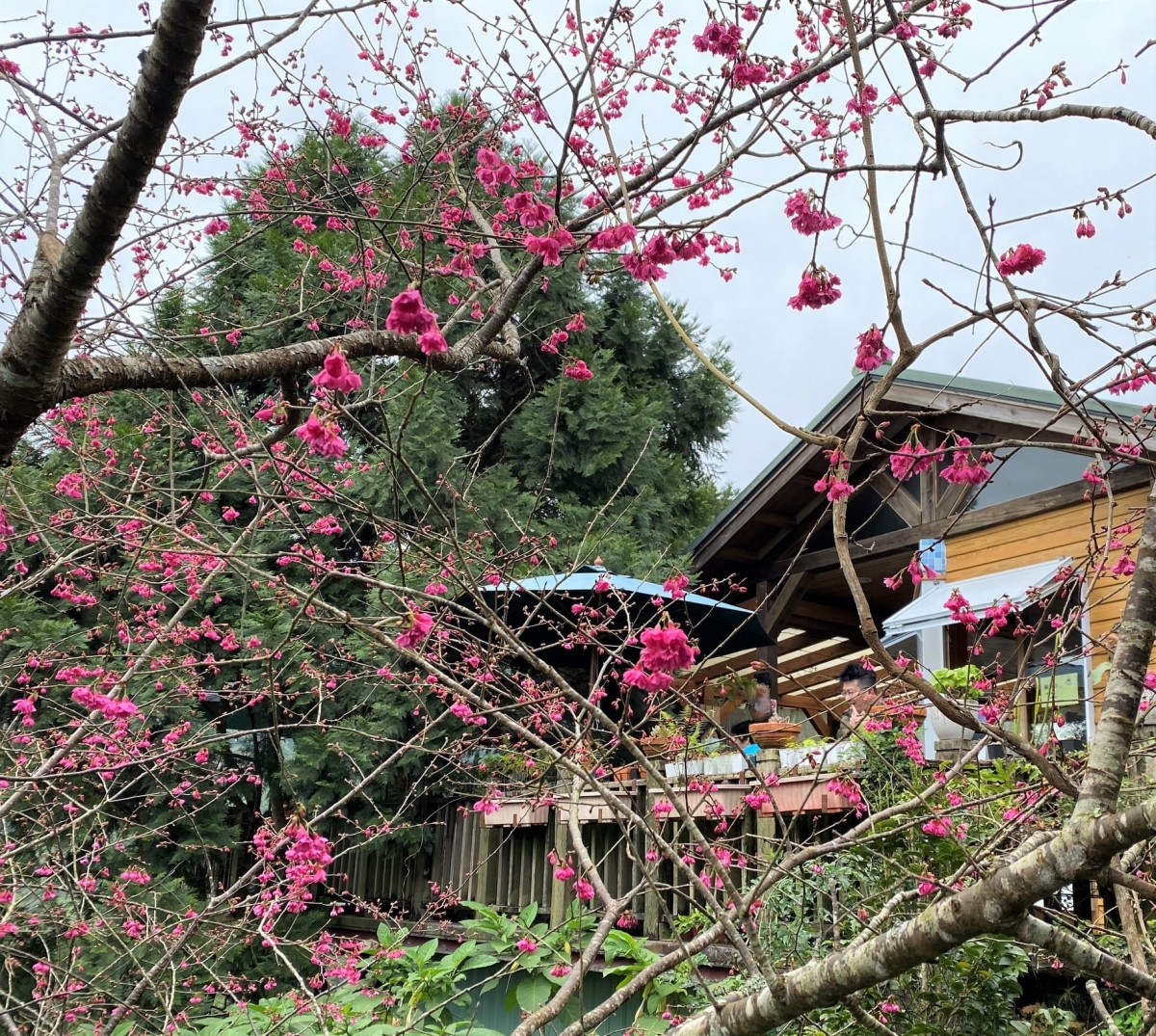 台灣東部櫻花景點： 台東太麻里青山農場