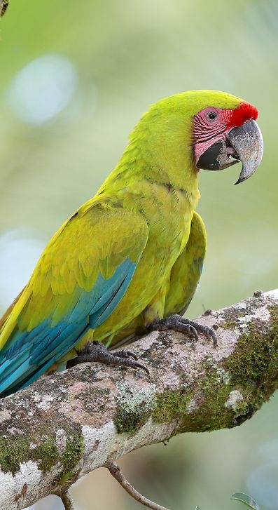 4、鸚鵡——象徵談天＆活力