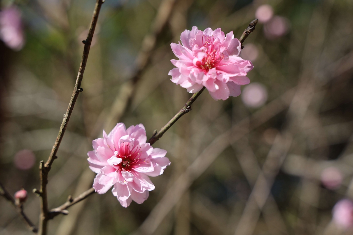 台灣中部櫻花景點： 雲林古坑草嶺櫻花季