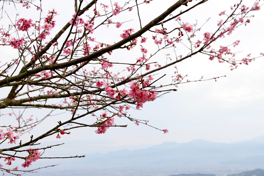 台灣北部櫻花景點：宜蘭大同櫻花季