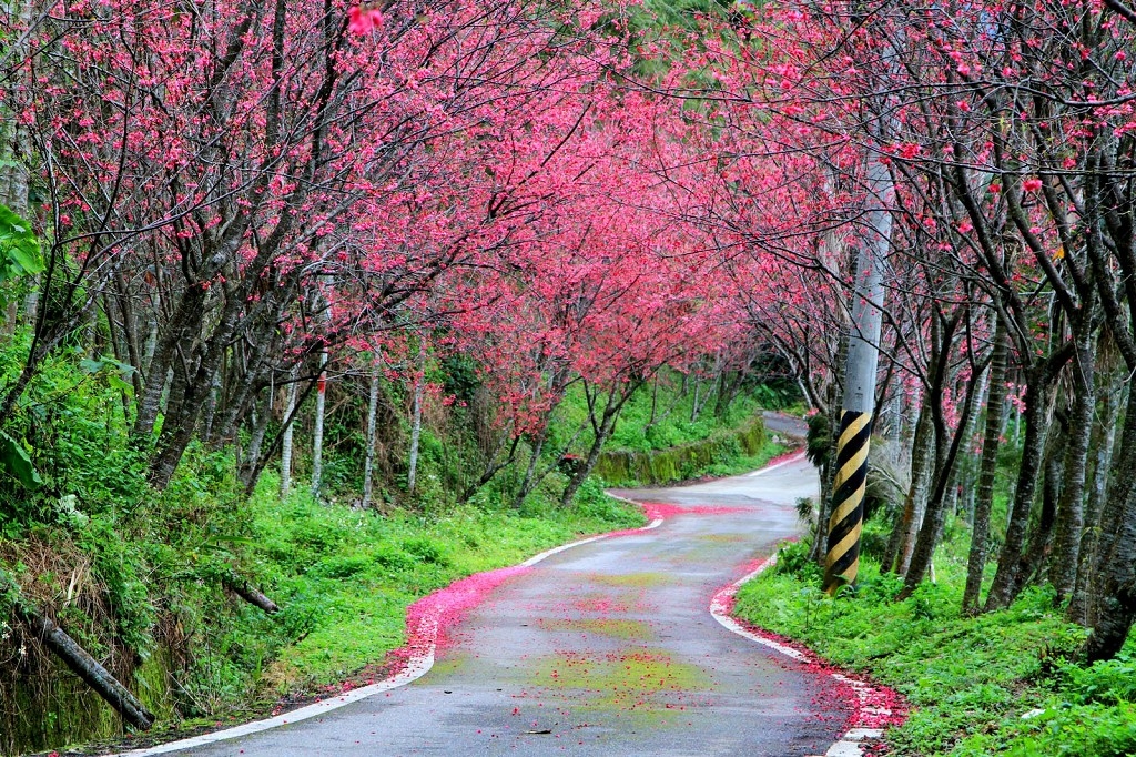 台灣東部櫻花景點： 花蓮鳳林櫻花步道