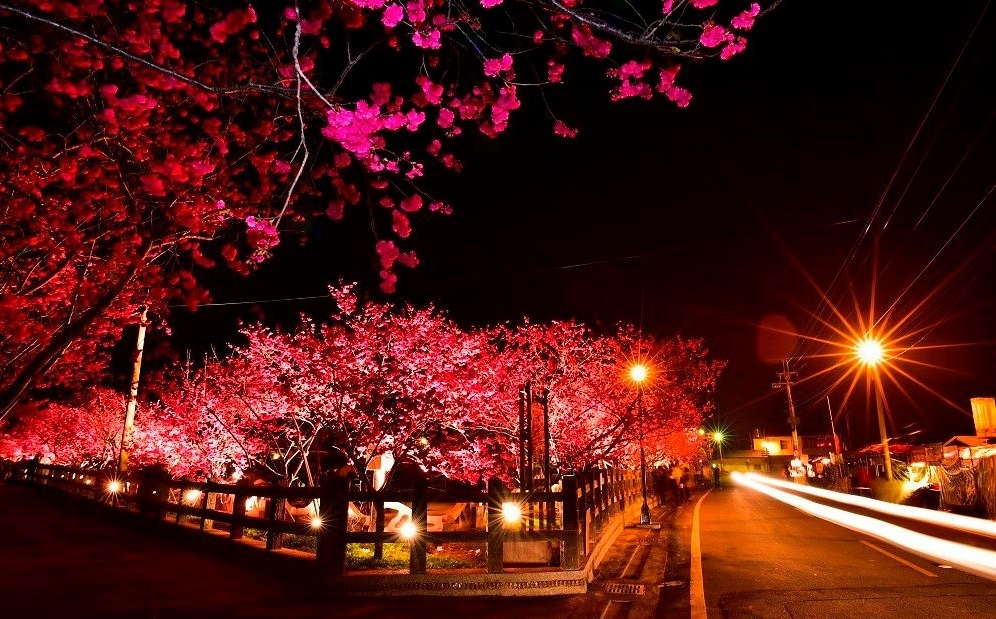 台灣中部櫻花景點： 台中后里泰安派出所