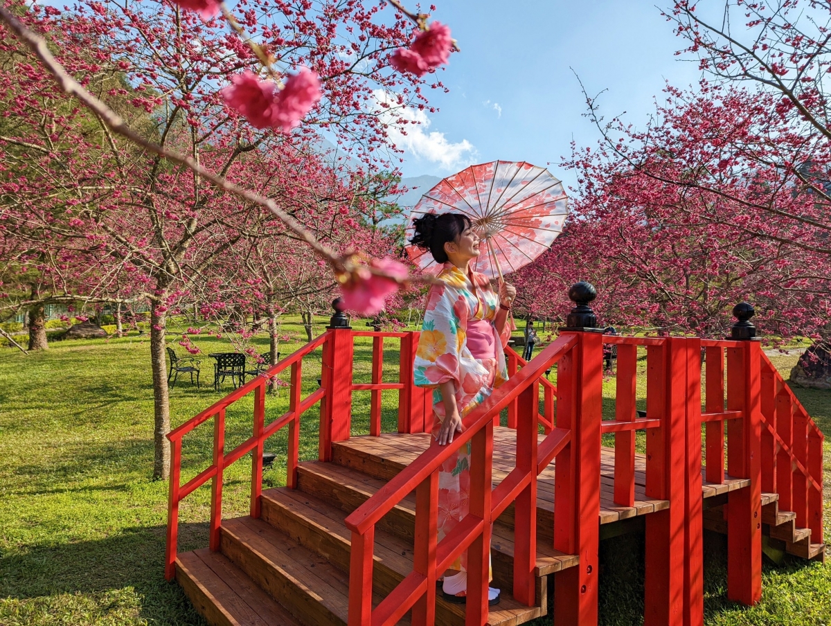 台灣中部櫻花景點： 南投日月潭九族櫻花季