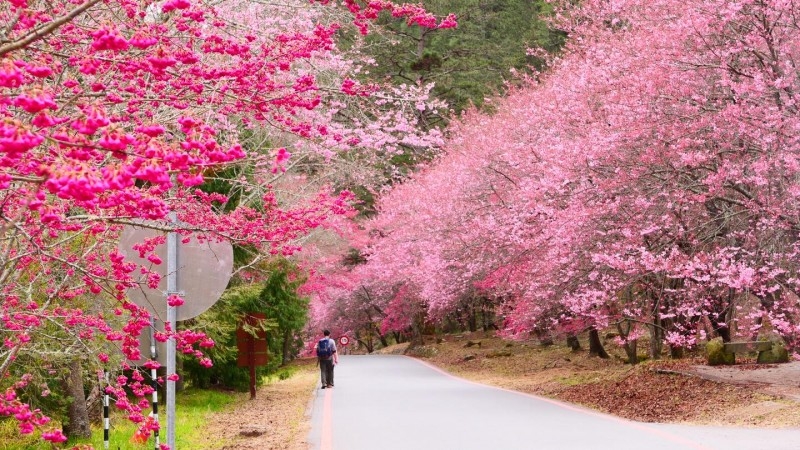 台灣中部櫻花景點： 台中武陵農場櫻花季