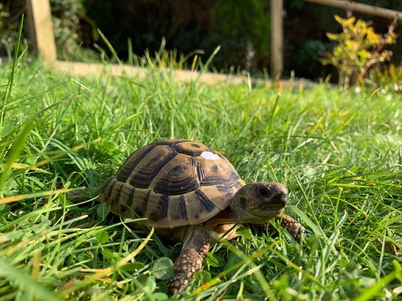 5、烏龜——象徵勤奮＆耐心