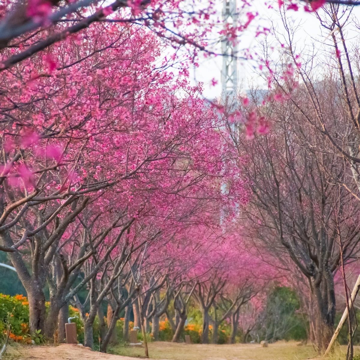 台灣中部櫻花景點： 苗栗銅鑼櫻花隧道