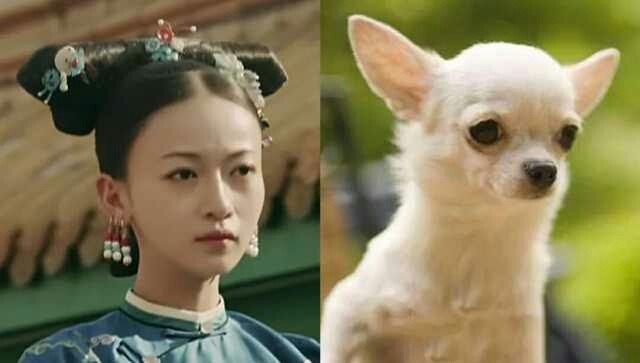 吳謹言常被網友稱說「神似吉娃娃」