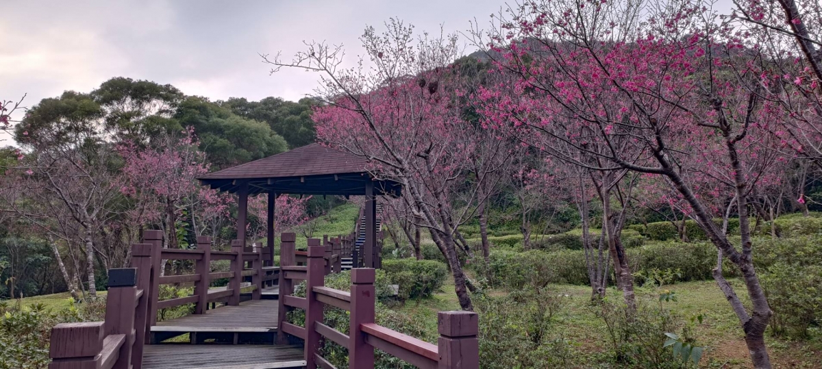 台灣北部櫻花景點：樹林大同山登山步道