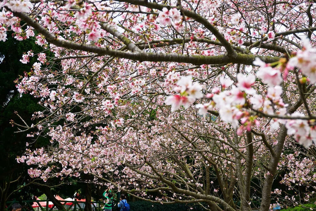 台灣北部櫻花景點1：台北陽明山國家公園