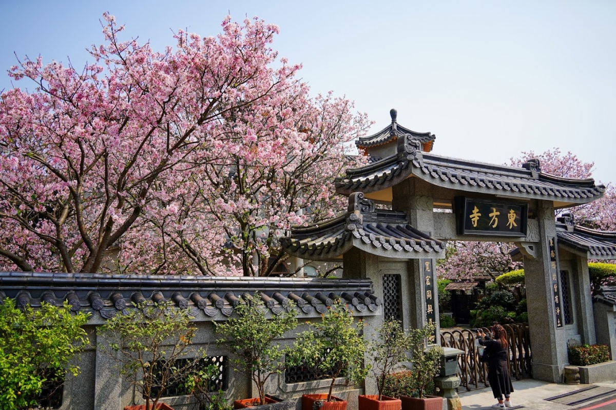 台灣北部櫻花景點：陽明山東方寺