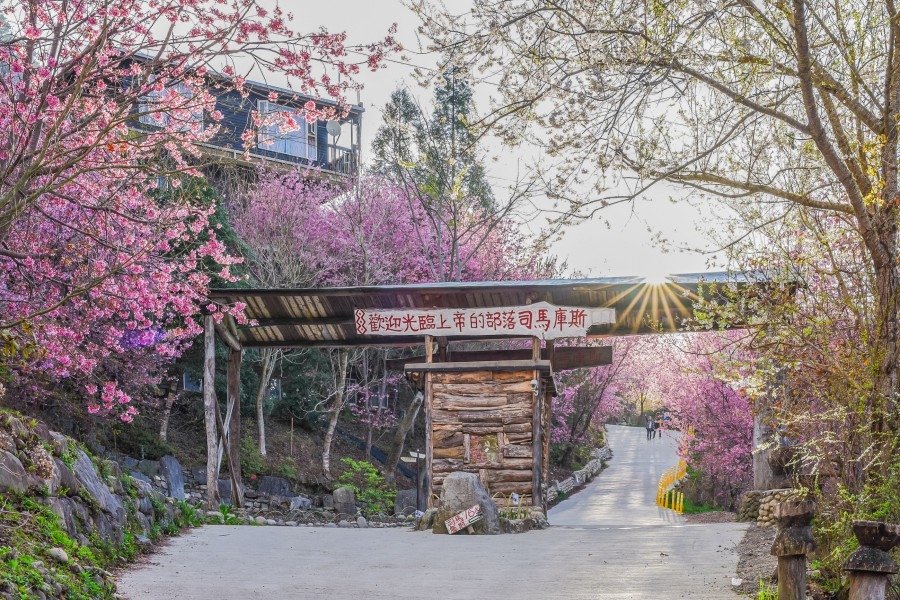 台灣北部櫻花景點：新竹司馬庫斯