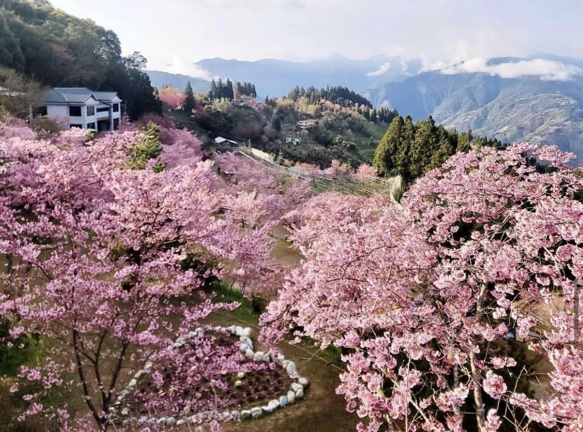 台灣北部櫻花景點:桃園拉拉山恩愛農場