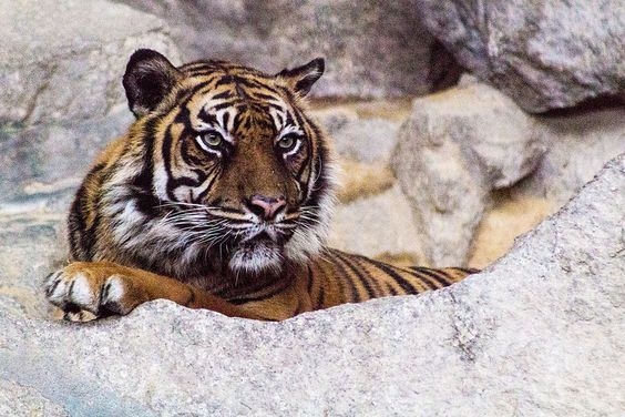 1、老虎——象徵力量＆權威