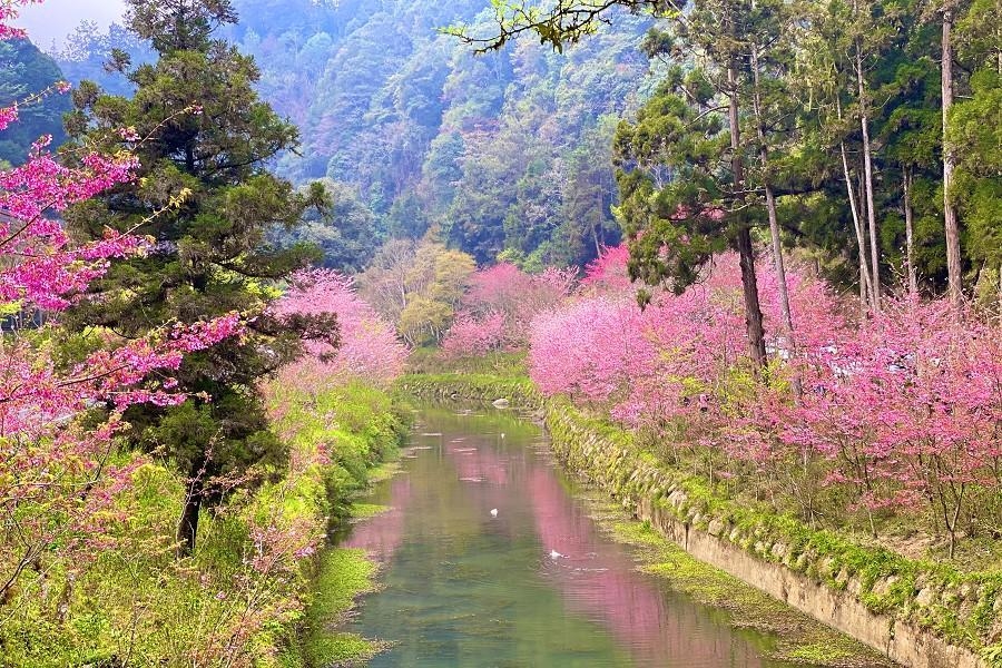 台灣中部櫻花景點： 南投杉林溪櫻花季