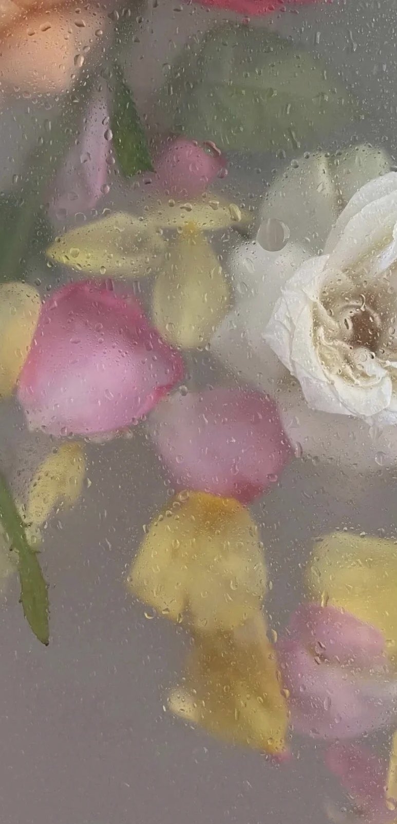 粉色花卉通常代表著浪漫和可愛